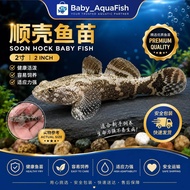 [10EKOR]  2inch Soon Hock Baby Fish Live Fish Aquarium