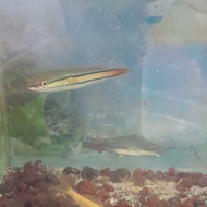 ikan toman predator 