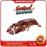 [🚚 JOHOR BAHRU Only] BOSTON LOBSTER [500-600Gram, 600-800Gram & 1-1.2KG]