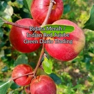 Pokok Bidara Epal Merah (Buah Besar merah)