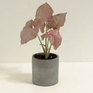 粉紅佳人合果芋│泥作系列│福所栽