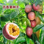 Premium Passion Fruit Seed Passion Fruit Seed Passion Fruit Seed Passion Fruit Seed Balcony Courtyar