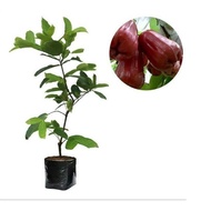 Bibit Jambu Air Citra Madu Manis dan Segar Okulasi Unggul Tinggi 40 cm