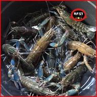 Lobster Air Tawar Konsumsi Hidup (Medium) Best Seller
