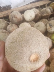 Baru Buah Kuista Buah Kawista Langsung Petik Murah 1 Kg