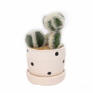 Floss ARTIFICIAL PLANT TRIPLE CACTUS TCD-12