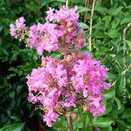 ANOR - Pink Crape Myrtle Sapling /Anak pokok Sakura Pink