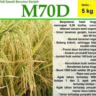 READY benih padi M70D