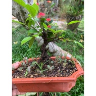 Bonsai Ficus Microcarpa
