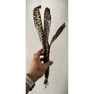 bromeliad billbergia Carino