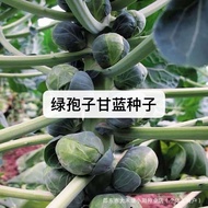 Spores Kale Seeds Green Spores Kale Seeds Green Kale Seeds Spring Autumn Winter Broadcast