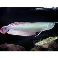 ikan hias arwana Silver Red/ Brazil 13-14 cm PROMO