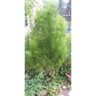 Woody fennel