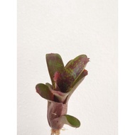 bromeliad miniature Dartanion