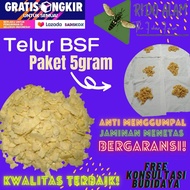 Telur BSF Paket 5gram Telur maggot BSF termurah telur lalat bsf