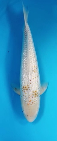 Ikan Koi Import ID18 - Golden Corn 50BU - Taniguchi