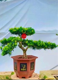 南通小葉雀 舌羅漢松（迎客松）