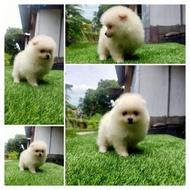 anjing mini pom super mini