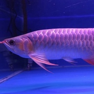 Arwana super red 40cm