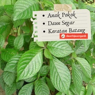 Anak Pokok Pecah Batu /  Pecah beling / Pecah Kaca / Batu Jin / Black face general 黑面将军 Strobilanthe