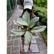 Aglaonema Pattaya Beauty Black [REAL PLANT] #mayhavenoflower #supportlocal