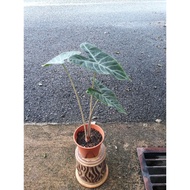 Alocasia ivory coast