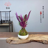 Yaoduo（JUANDUO）Purple Orchid Potted Desktop Office Green Plant Leaf-Watching Soil-Cultivating Plant Balcony Easy to Keep