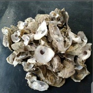Oyster shell oyster shell oyster shell 1kg