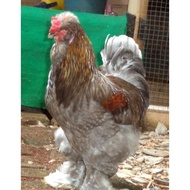 Ori. Ayam Brahma Park Blue Jantan Siap Produksi Original