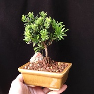 ❇️ 原生小米葉 羅漢松❇️  掌上盆景  連 陶瓷花盆   plant  Bonsai 植物 盆栽 小樹  年花 新年禮物 gift 【實拍。只此一盆】