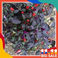 10pcs seeds BOLIVIAN RAINBOW cili pelangi daun unggu