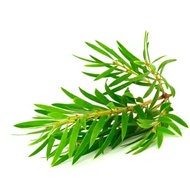 Tea Tree Castile Liquid Soap 5 Litre (1.32Gallon) - Made in Singapore