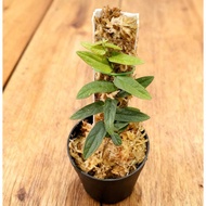 SG Ready Stock | Ficus sp. Narrow Leaf | Elegant Rare Narrow-Leaf Fig Indoor Tropical Terrarium Plan