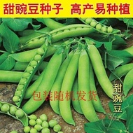 Sweet and Crunchy Pea Seeds High-Yield Big Pod Green Fruit Pea Seeds Autumn and Winter Cold-Resistant Farmland Four Seas