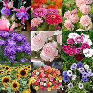 Flower Seed Four Seasons Seed Gypsophila Sunflower Cosmos Hundred Sunflower Sunflower Daisy Mint