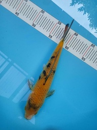 Anakan Ikan Koi Import F1 Utsuri 24Cm Tatanhaidar