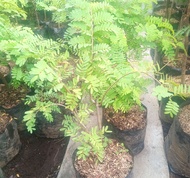 bibit pohon bonsai asem