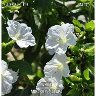 WHITE Four oclock seed [ MJ 12 ] benih bunga seroja @ pukul 4 petang