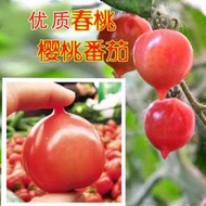 春桃小番茄種子 種籽四季超甜心形西紅柿粉盆栽粉紅桃形柿子聖女果種子 種籽