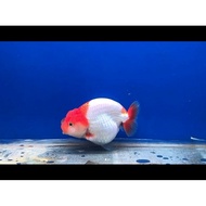 ikan mas koki rancu kepala merah / ikan hias aquarium