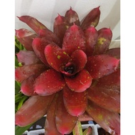 bromeliad neoregelia Cosmos