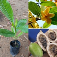 ต้นผ่าด้าม หรือต้นคำมอกหลวง  ดอกสีเหลืองสวย ผลสุกเนื้อในกินได้หรือคั่วสุกแกะเนื้อกินมีสรรพคุณทางยา