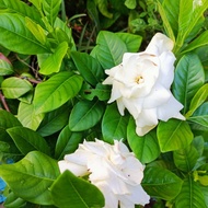 Bunga cina/Melur cina (Gardenia Augusta)