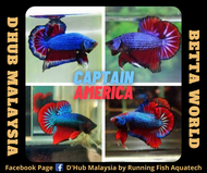 DHUB HMPK Captain America Betta Fish / Ikan Laga HMPK Captain America