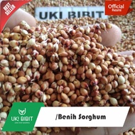 ( 1 Kg ) Benih Sorghum | Sorgum Merah | Jagung Cantel