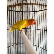 new Burung lovebird/LB/lakbet jenis LUTINO MM(matamerah) mandiri