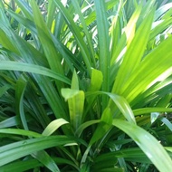 Daun Pandan Wangi/ Anak Benih Pandan Wangi/Pandan leaf