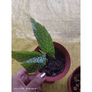 garden home pokok begonia anak pokok