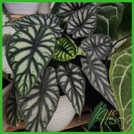 BB BUNGA ALOCASIA DRAGON SCALE BONGGOL/UMBI CACAH / BUNGA KELADI