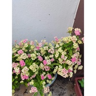 POKOK MAHKOTA BERDURI *EUPHORBIA MILI* KERATAN BATANG